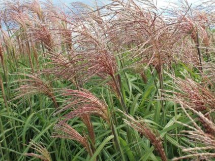 Ozdobnice čínská 'Flamingo'- Miscanthus sinensis 'Flamingo'  Miscanthus sinensis 'Flamingo'