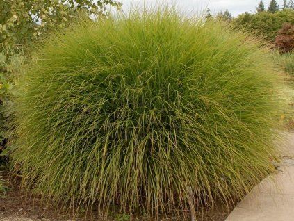 Ozdobnice čínská 'Gracilimus' - Miscanthus sinensis 'Gracilimus'  Miscanthus sinensis 'Gracilimus'