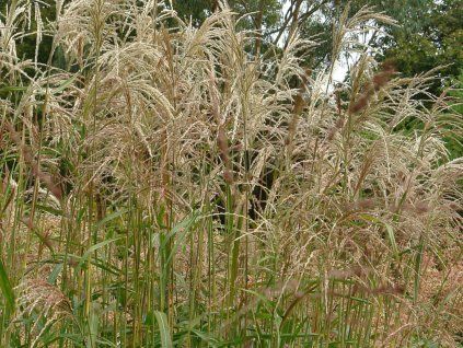 Ozdobnice čínská 'Nishidake' - Miscanthus sinensis 'Nishidake'  Miscanthus sinensis 'Nishidake'