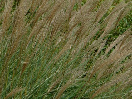 Ozdobnice čínská 'Silberspine' - Miscanthus sinensis 'Silberspine'  Miscanthus sinensis 'Silberspine'