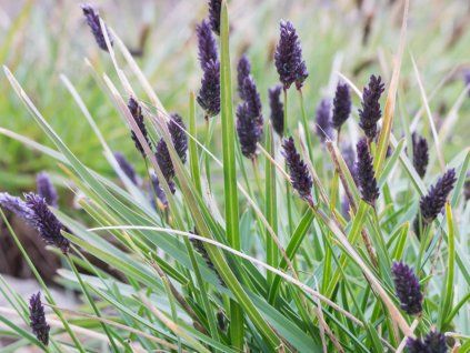 sesleria sadleriana 1