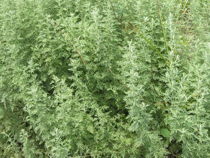Pelyněk pontický - Artemisia pontica  Artemisia pontica
