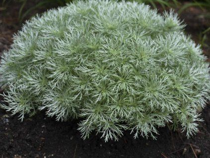Pelyněk Schmidtův 'Silver Mound' - Artemisia schmidtiana 'Silver Mound'  Artemisia schmidtiana 'Silver Mound'