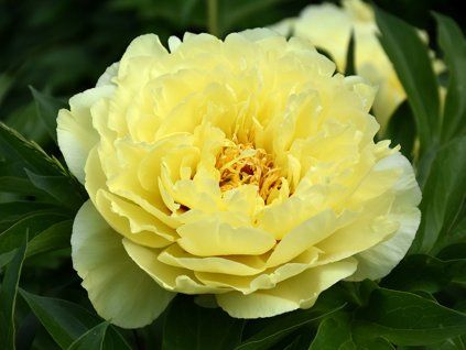 55431 55431 55431 pivonka yellow crown paeonia yellow crown