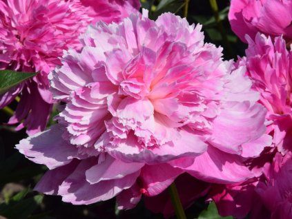 Pivoňka čínská 'Barbara' - Paeonia lactiflora 'Barbara'  Paeonia lactiflora 'Barbara'