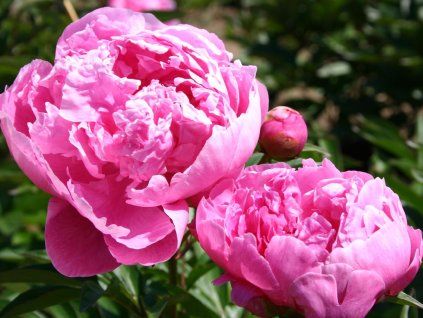 Pivoňka čínská 'Dr. Alexander Fleming' - Paeonia lactiflora 'Dr. Alexander Fleming'  Paeonia lactiflora 'Dr. Alexander Fleming'