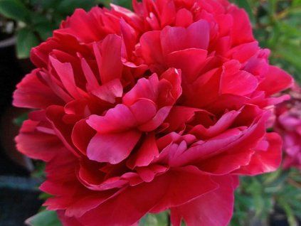 Pivoňka čínská 'Karl Rosenfield' - Paeonia lactiflora 'Karl Rosenfield'  Paeonia lactiflora 'Karl Rosenfield'