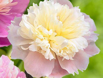 Pivoňka čínská 'Lady Alexandra Duff'- Paeonia lactiflora 'Lady Alexandra Duff'  Paeonia lactiflora 'Lady Alexandra Duff'