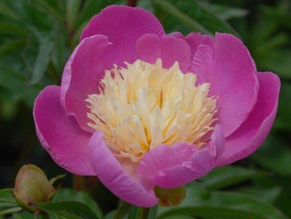 Pivoňka čínská 'Wladyslawa' - Paeonia lactiflora 'Wladyslawa'  Paeonia lactiflora 'Wladyslawa'