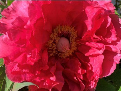 Pivoňka dřevitá 'Kao'  Paeonia suffruticosa 'Kao'