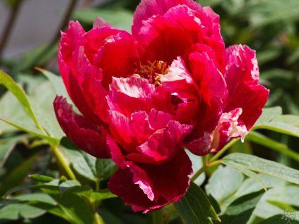 Paeonia suffruticosa 'Nichigetsu Nishiki' (1)