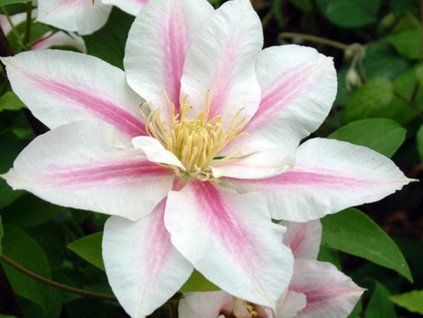 Plamének 'Andromeda'  Clematis 'Andromeda'