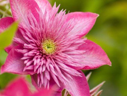 Plamének 'Kaiser'  Clematis 'Kaiser'