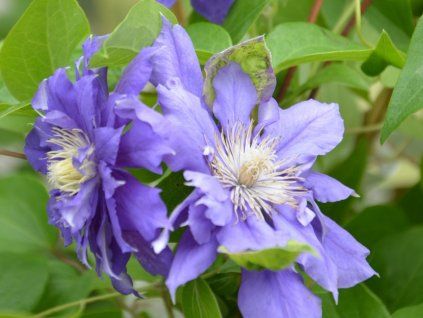 Plamének 'Kiri Te Kanawa'  Clematis 'Kiri Te Kanawa'
