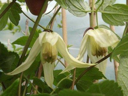 Plamének 'Lemon Beauty'  Clematis 'Lemon Beauty'