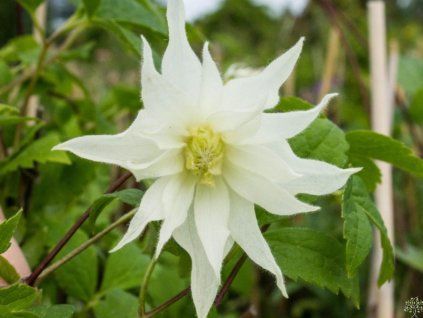 Plamének 'Lemon Dream'  Clematis 'Lemon Dream'