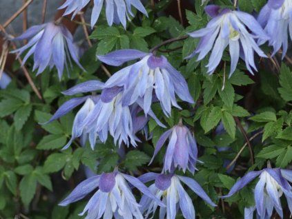Plamének 'Maidwell Hall'  Clematis 'Maidwell Hall'