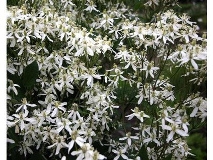55797 1 plamenek vzprimeny rubifolia
