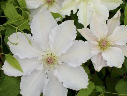 p37569 50729 clematis hybrid gladys picard 4e27