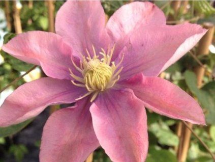 Plamének 'Little Mermaid'  Clematis 'Little Mermaid'
