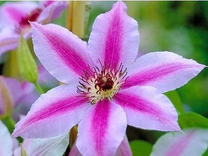 Plamének 'Nelly Moser'  Clematis 'Nelly Moser'
