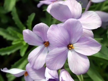 Plaménka douglasii 'Lilac Cloud' - Phlox douglasii 'Lilac Cloud'  Phlox douglasii 'Lilac Cloud'
