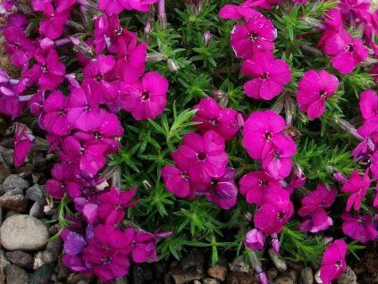 Plaménka douglasii 'Red Admiral'  Phlox douglasii'Red Admiral'