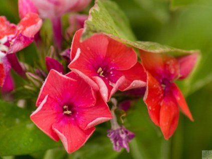 coral flame