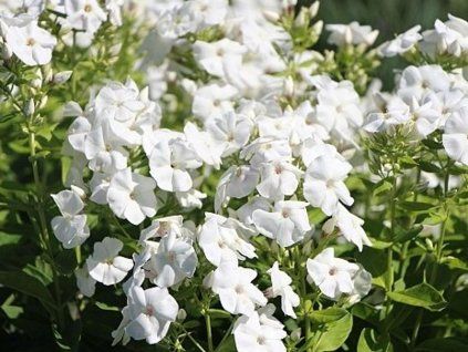 white 6