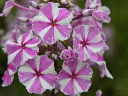 Plaménka maculata 'Natascha' - Phlox maculata  'Natascha'  Phlox maculata 'Natascha'