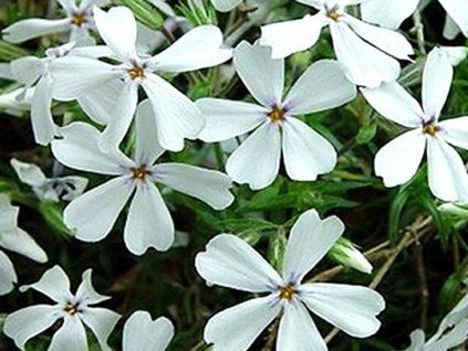 white plam�nka