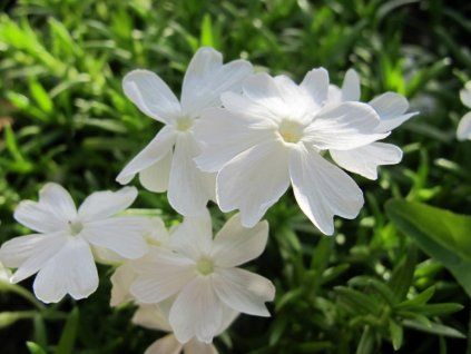 Plaménka šídlovitá 'Maischnee' - Phlox subulata 'Maischnee'  Phlox subulata 'Maischnee'