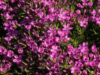 56163 plamenka sidlovita zwergenteppich phlox subulata zwergenteppich