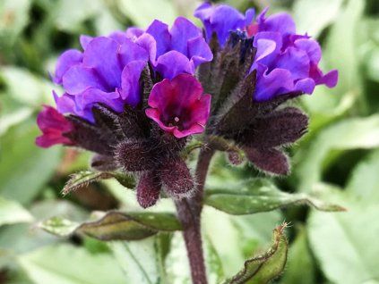 Plicník dlouholistý 'Diana Clare' - Pulmonaria longifolia 'Diana Clare'  Pulmonaria longifolia'Diana Clare'
