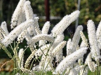 white pearls