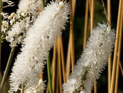 Ploštičník 'White Pearls' - Cimicifuga simplex 'White Pearls'  Cimicifuga simplex 'White Pearls'