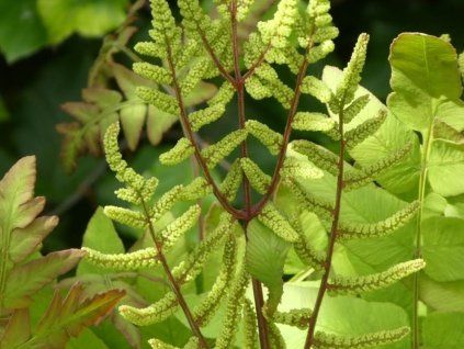 Podezřeň královská 'Purpurascens' - Osmunda regalis 'Purpurascens'  Osmunda regalis 'Purpurascens'
