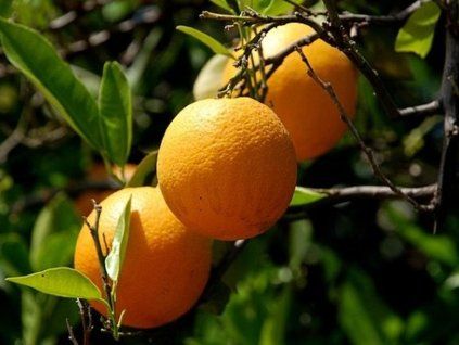 arancio