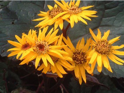 Popelivka zoubkovaná 'Britt Marie Crawford' - Ligularia dentata 'Britt Marie Crawford'  Ligularia dentata 'Britt Marie Crawford'