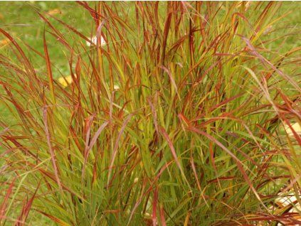 57090 2 proso prutnate rotstrahlbusch panicum virgatum rotstrahlbusch
