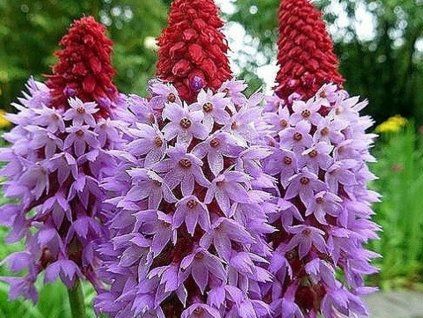 vialii