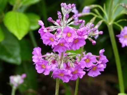 Prvosenka patrovitá - Primula beesiana  Primula beesiana