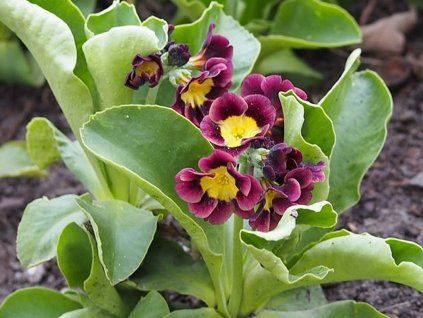 Prvosenka pýřitá - Primula pubescens  Primula pubescens