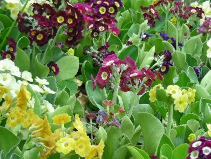Prvosenka pýřitá 'Gigantea' - Primula x pubescens 'Gigantea'  Primula x pubescens 'Gigantea'