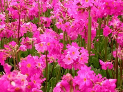 Prvosenka růžová 'Grandiflora'  Primula rosea 'Grandiflora'
