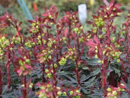 57309 57309 prysec mandlonovity purpurea euphorbia amygdaloides purpurea