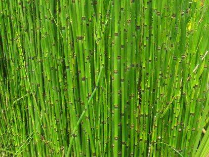 robustum