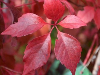 Přísavník pětilistý var. murorum  Parthenocissus quinquefolia var. murorum
