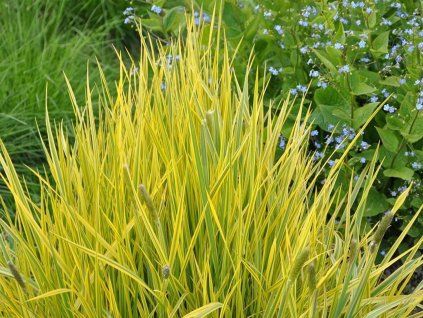57369 57369 alopecurus prat aureovariegatus