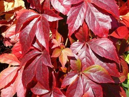 Přísavník pětilistý  Parthenocissus quinquefolia